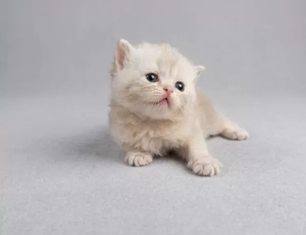 British Longhair Yavrum