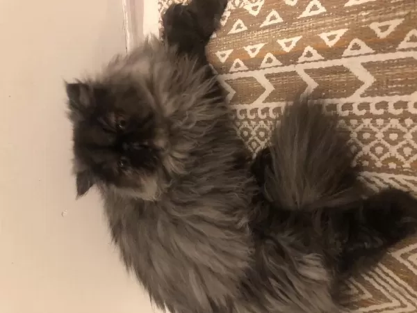 Safkan Sifir Burun Dişi İran