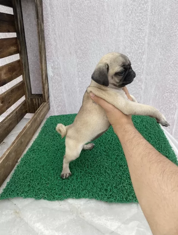 Pug Mops Yavrular Sıfır Burun Gül Kuyruk