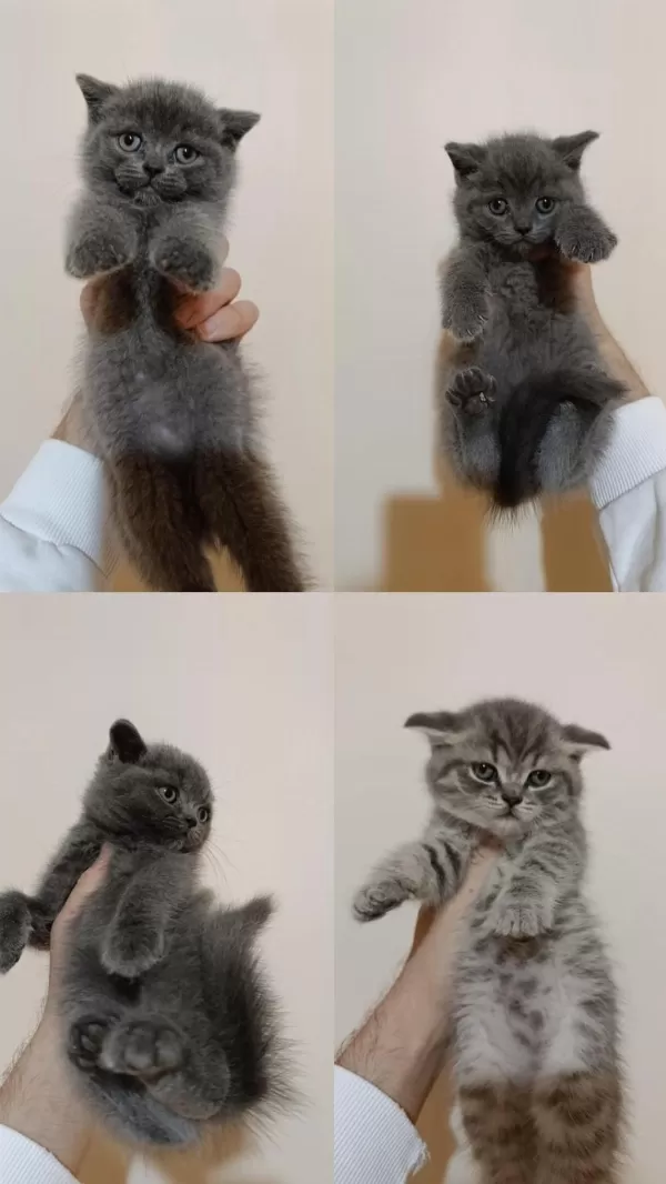 Kaliteli Ayıcık Surat Bebek Kediler