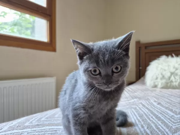 Erkek British Shorthair Yavrumuz Yeni Yuvasını Arıyor