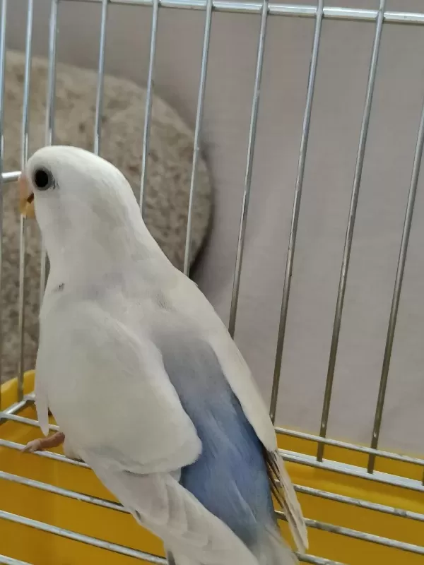 2 Aylık Yavru Sevda Papağanı