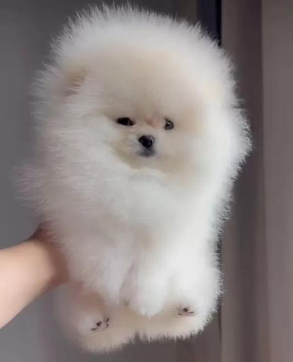İrk Ve Sağlık Garantili Pomeranian Boo Yavrular
