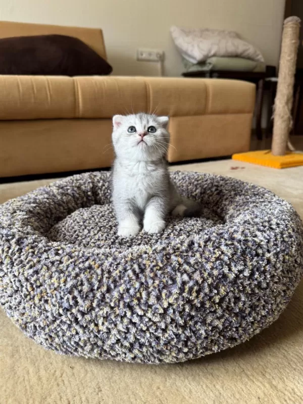 Safkan Silver Shaded Scottish Fold Erkek Ve Dişi Yavru