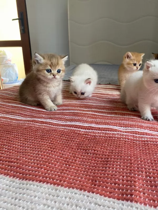 Safkan Golden British Shorthair Yeni Yuvalarini Ariyor