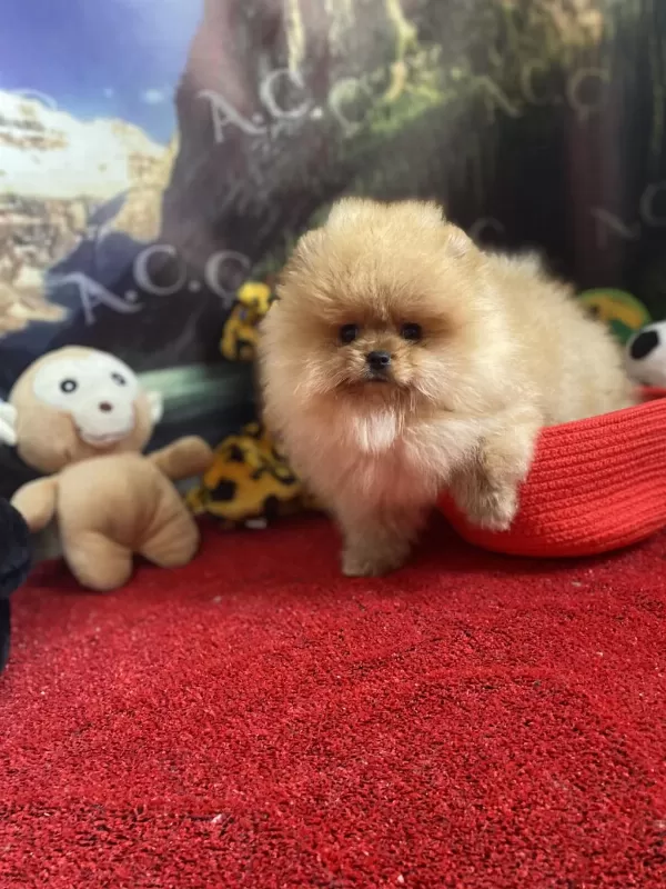Garantili Orj Pomeranian