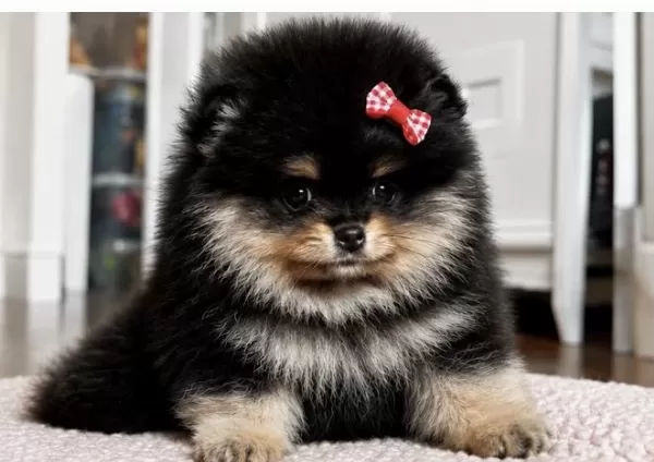 Dişi Pomeranian Black Tan