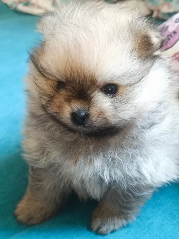 Pomeranian Boo Erkek