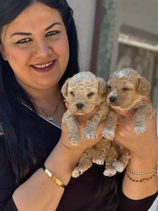 Ufacık Maltipoo Yavrularım