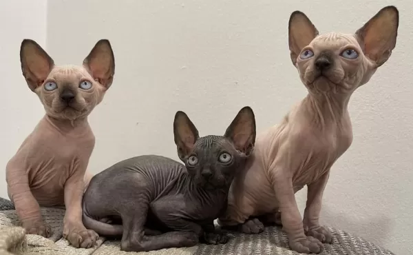 Sphynx Sfenks Dişi Erkek
