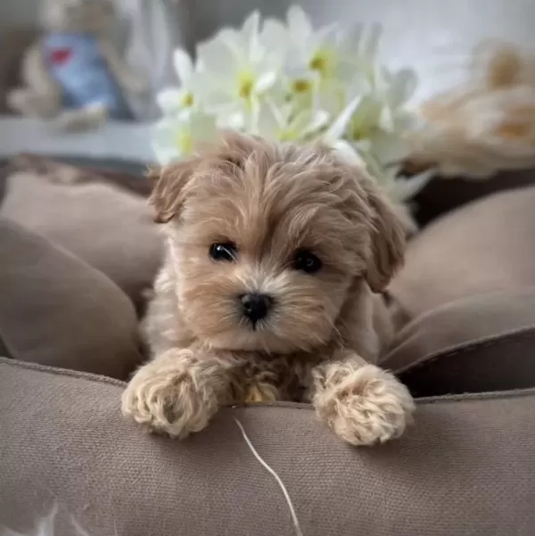Kore Teacup Maltipoo Yavrular