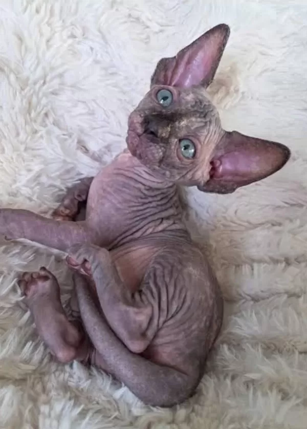 Sphynx Sfenks Yavrular