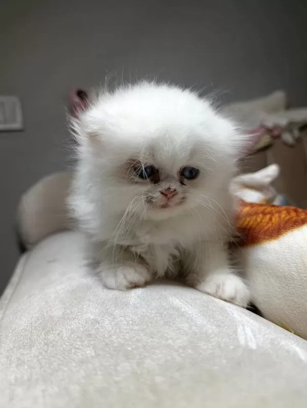 Son Scottish Fold Longhair Erkek Yavru
