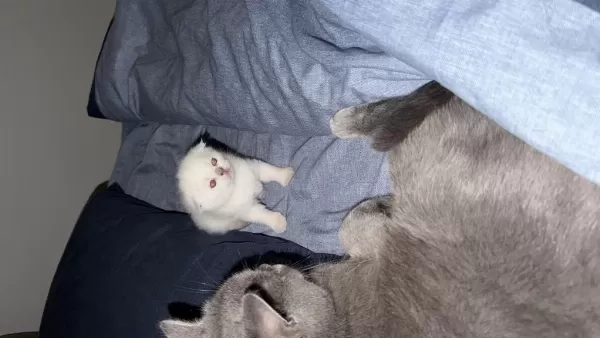 1 Aylık Kırık Kulak Scottish Fold
