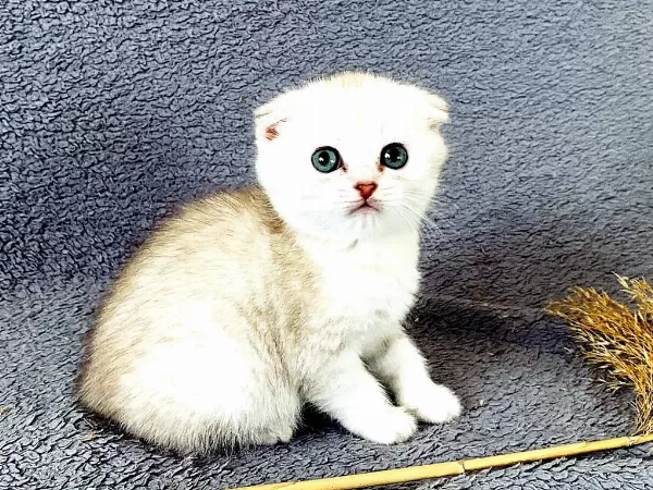 Scottish Fold Silver Bebekler