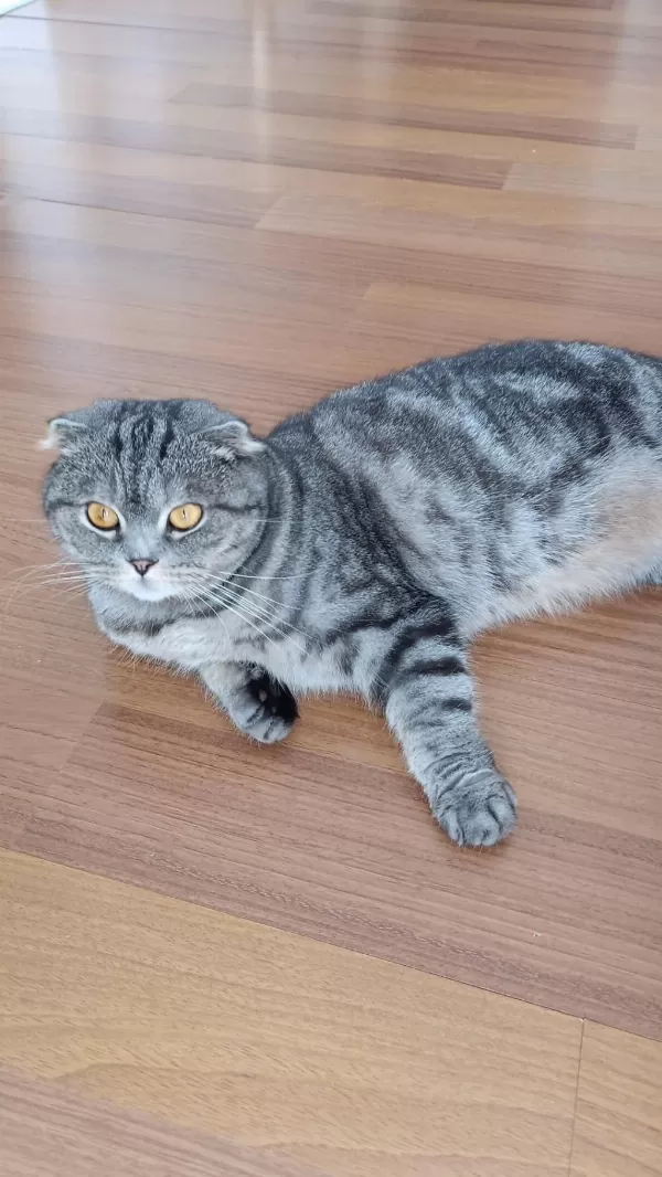 Dişi Scottish Fold (ücretsiz Sahiplendirme)