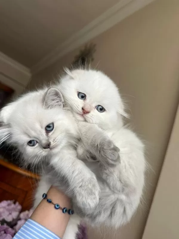 Küçük Minik Totis Scottish Fold Yavrular