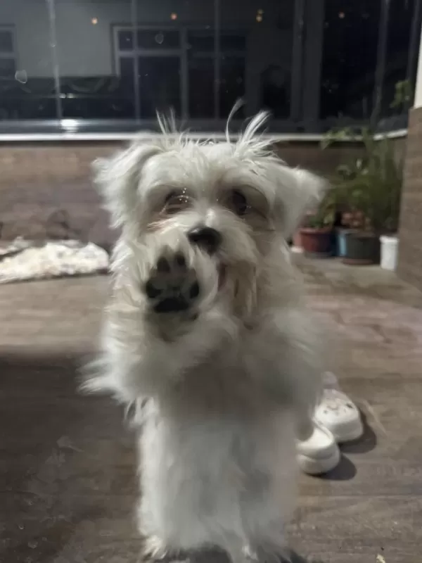 Terrier Evcil 6 Aylık