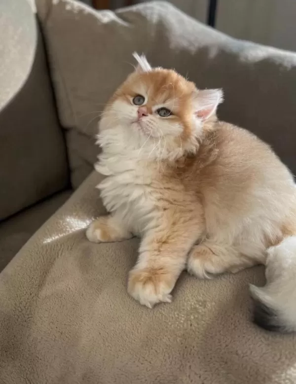 Safkan British Longhair Golden Kediler