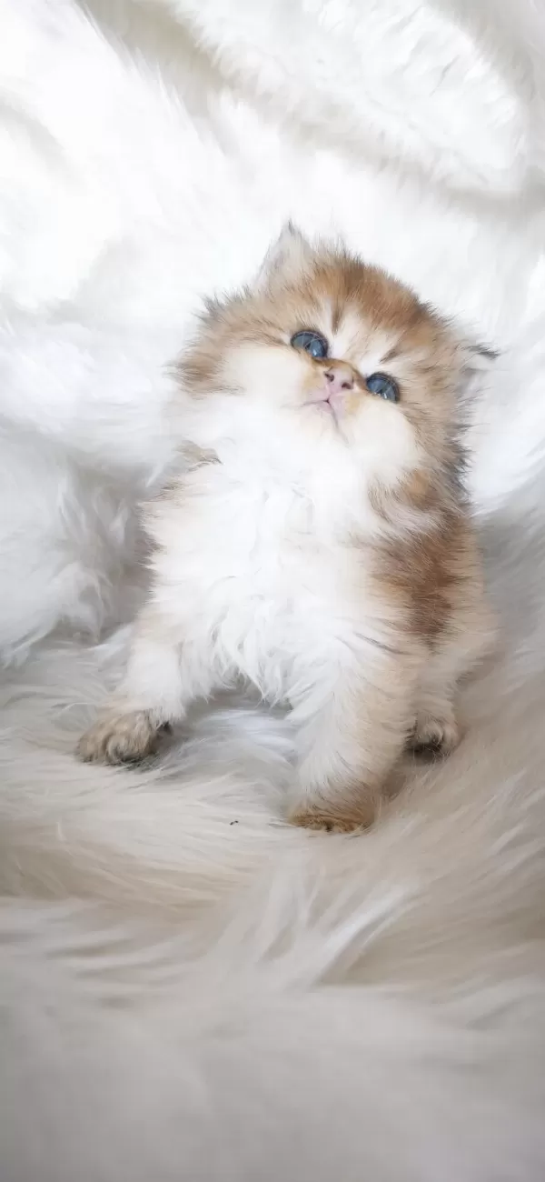 Ny25 Dişi British Longhair