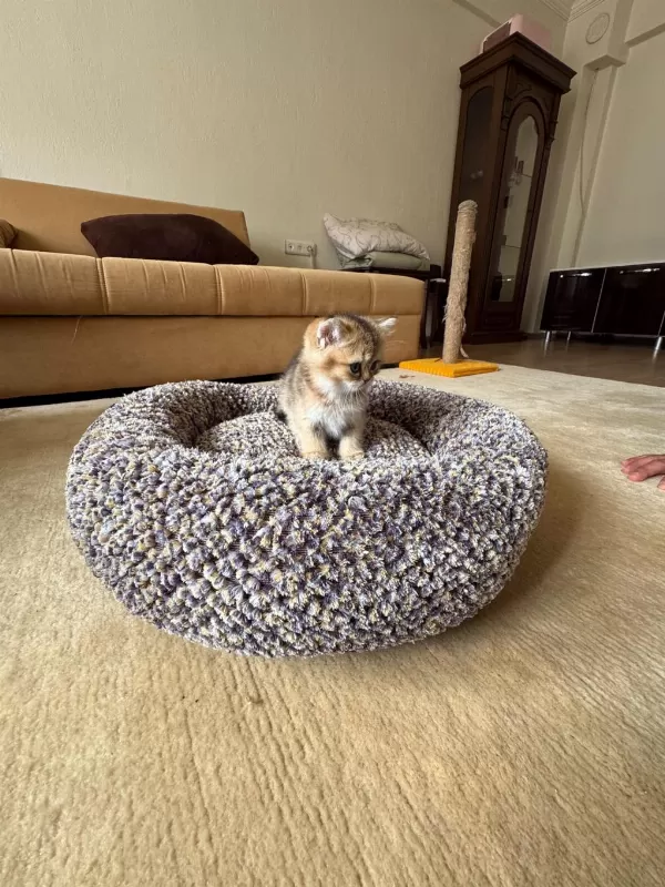 Golden Scottish Fold Dişi Yavrumuz Yeni Yuvasını Arıyor