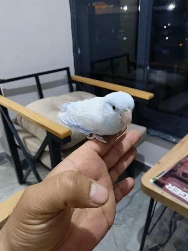 Evcil Erkek Forpus Papağanı