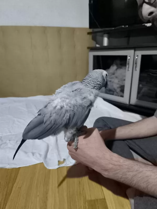 Evcil Jako Papağanımız