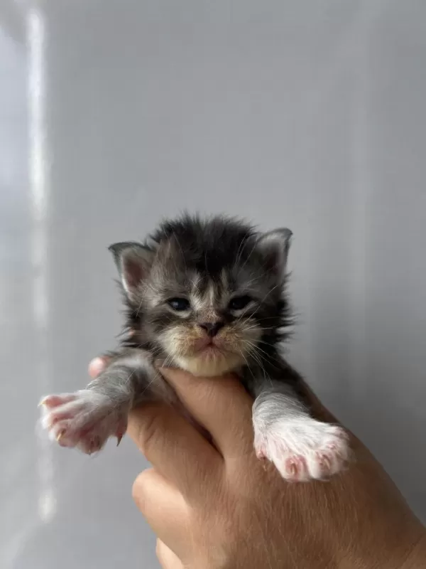 Sağlik Ve İrk Garantili Minik Maine Coon Devler