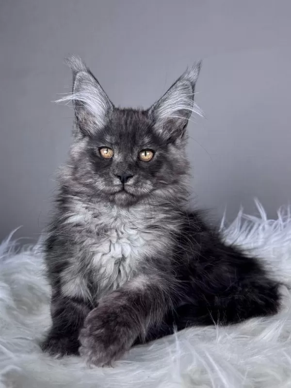 Black Smoke Dişi Maine Coon Wcf