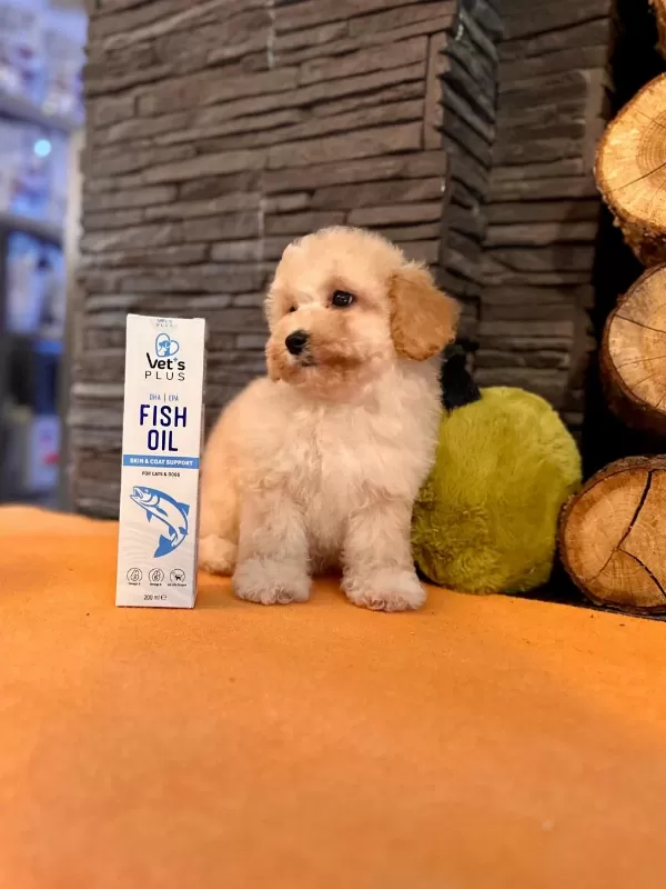 Akıllı Ve Tüy Dökmeyen Karakteriyle Maltipoo Yavrusu