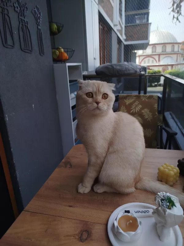 Scottish Fold Oğlumuz Tarçın