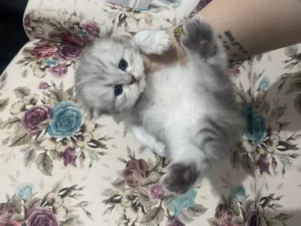 Eskişehir Tepebaşı British Longhair