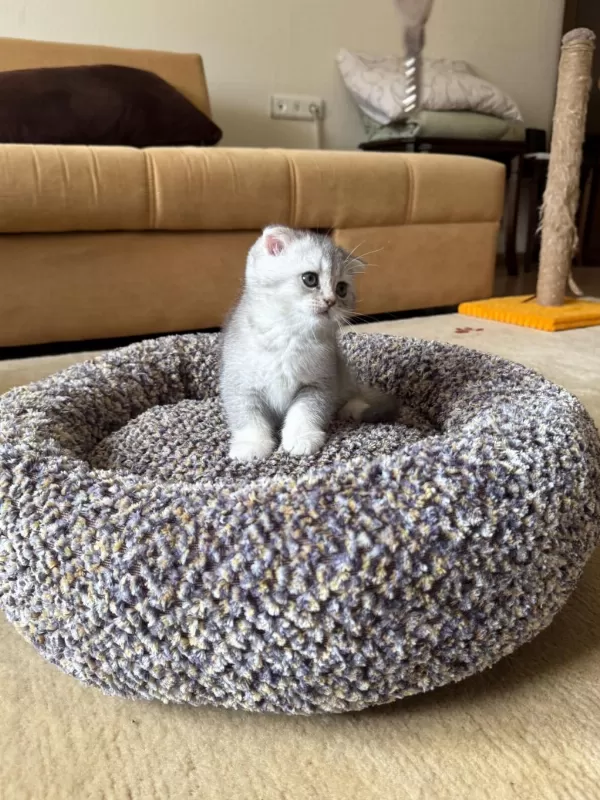 Safkan Silver Shaded Scottish Fold Erkek Ve Dişi Yavru