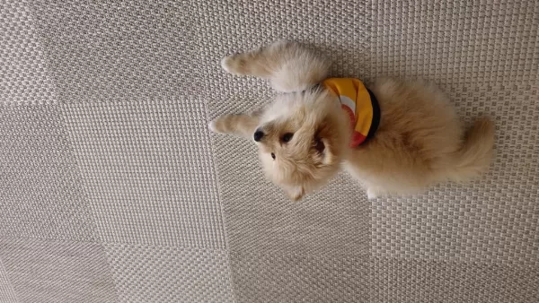 Pomeranian Köpeğimiz