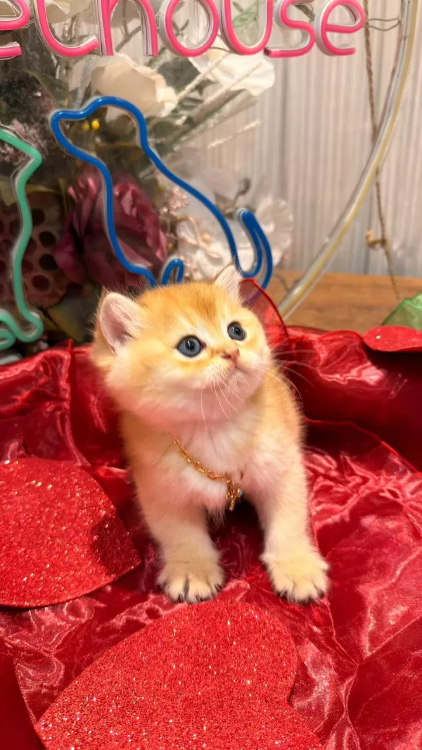 Golden Ny12 Top Kafa Safkan British Shorthair