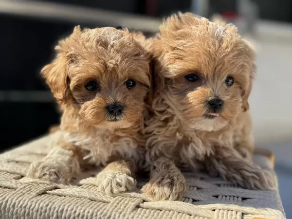 Wc Eğitimli Maltipoo Yavrularımız Ziyarete Açık