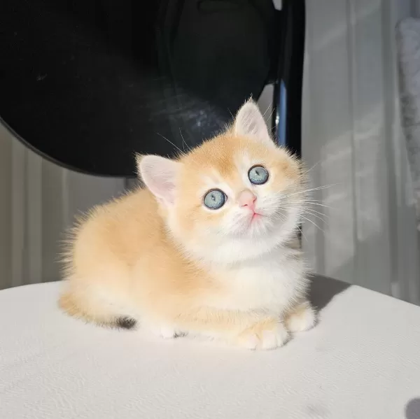 Safkan Golden British Shorthair