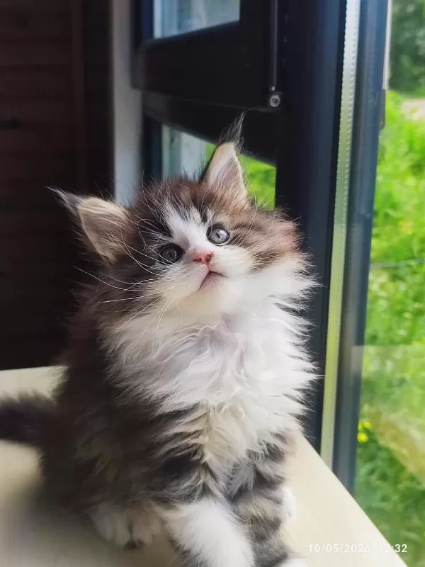 Tüm Aşı Ve Belgeler İle Eksiksiz Kayıtlı Şecereli Maine Coon