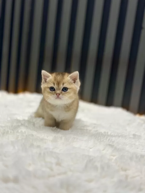 Golden British Shorthair Show Class