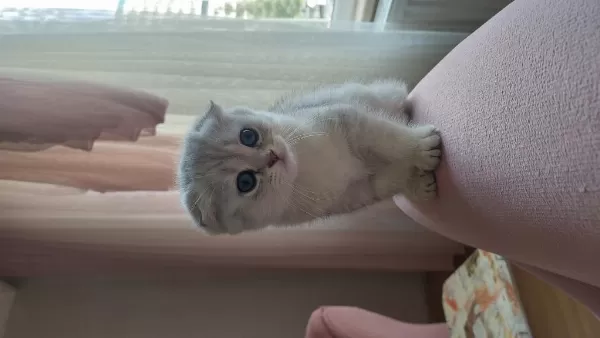 2 Aylık Scottish Fold Silver