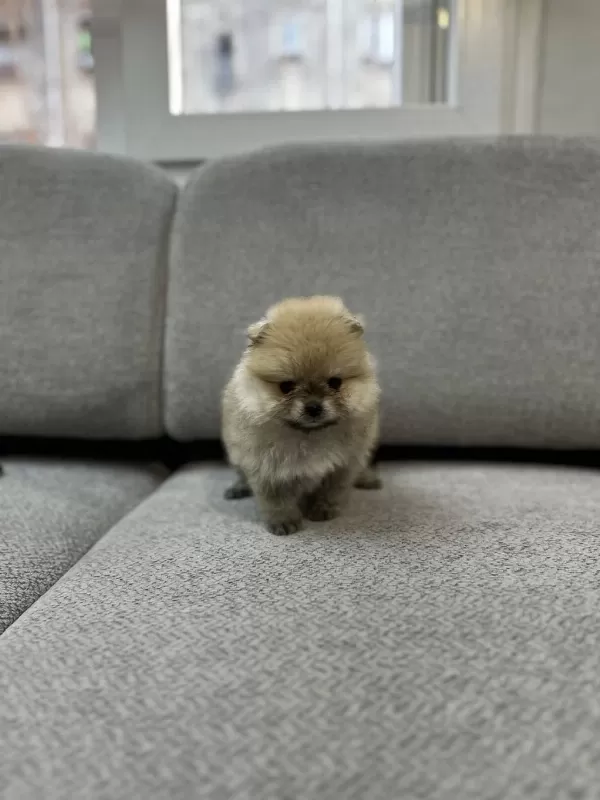 Pomeranian Boo Teddy Bear Yavrucuklar