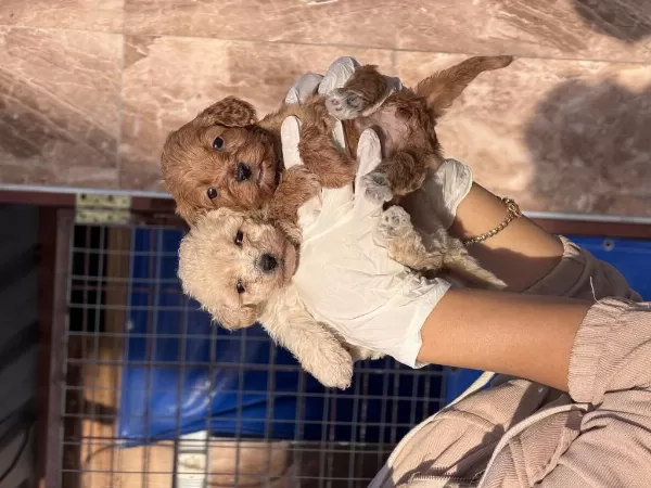 Maltipoo Bebeklerimiz