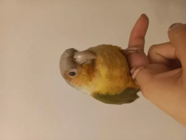 9 Aylık Konur Konuşkan Oyuncu