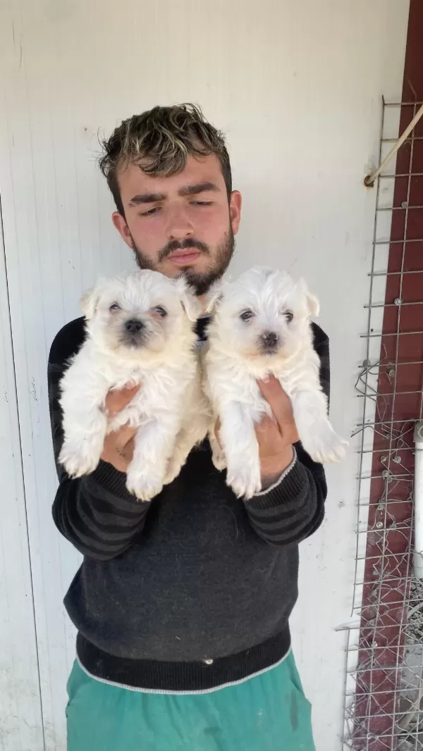 0 Numara Beyaz Maltese Terrier Yavrular