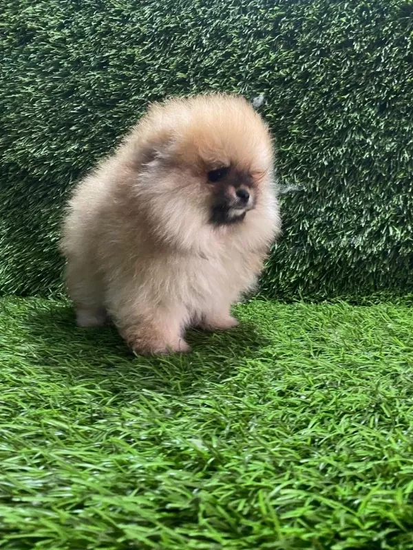 Pomeranian Boo Yavrular [majyajsiz Fönsüz}