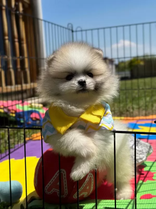 Erkek Party Colour Ayı Surat Garantili Köpekler