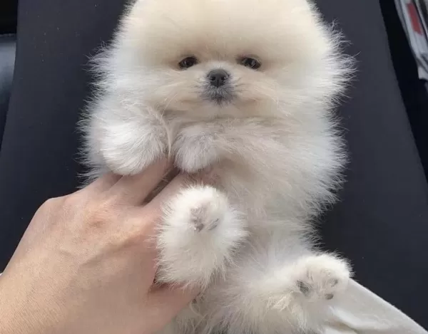 Pomeranian Boo Teddy Bear