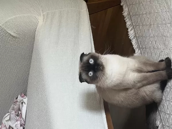 2 Yaşında Eğitimli Scottish Fold
