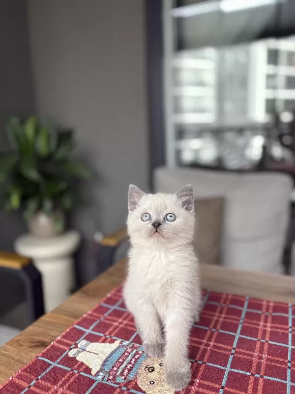 Ev Ortaminda Büyüyen British Shorthair Yavrular
