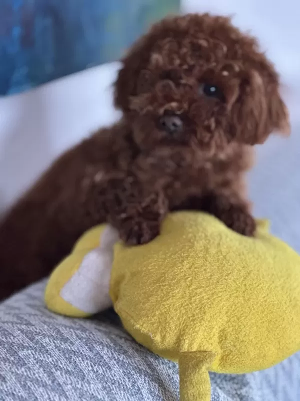 Teacup Premium Poodle Yavrularımız